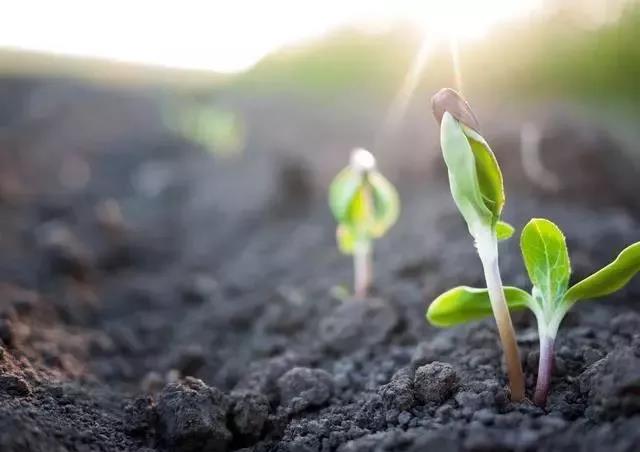 有机肥使用方法与作用